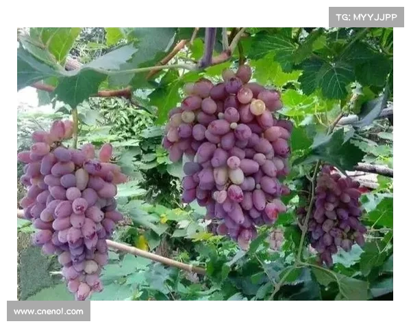 丰收高地红石榴种植与养护全攻略助力打造丰盈果实 丰收高地红石榴种植与养护全攻略助力打造丰盈果实