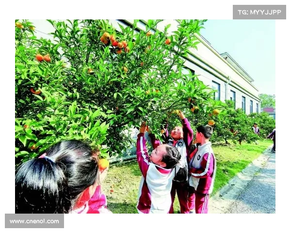 如何科学规划与管理高地红石榴果园打造丰收之道 如何科学规划与管理高地红石榴果园打造丰收之道