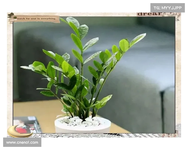 揭开卷帘绿魔神秘面纱探索其独特生态习性与养护技巧